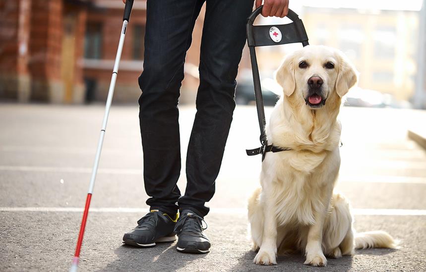 guide dog for the blind